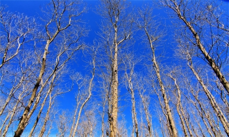 dry trees n blue sky
