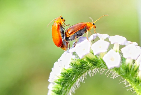 red bug matting on flower
