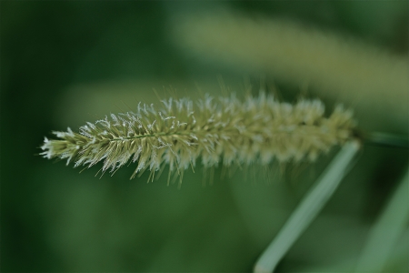 grass flowerの写真素材