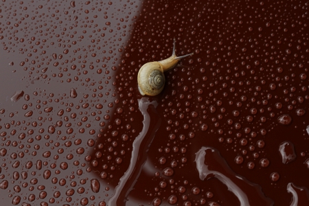 snail trackの写真素材