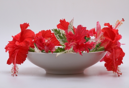 red hibiscus on bowlの写真素材