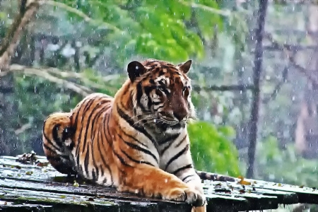 royal bengal tiger on safari parkの写真素材