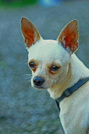white dogの写真素材