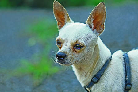 white dogの写真素材