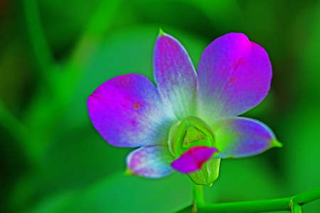 indonesian flowersの写真素材