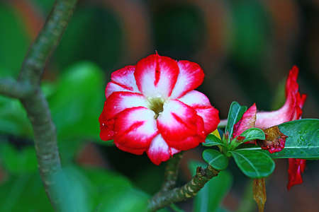 indonesian flowersの写真素材