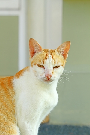 street catの写真素材