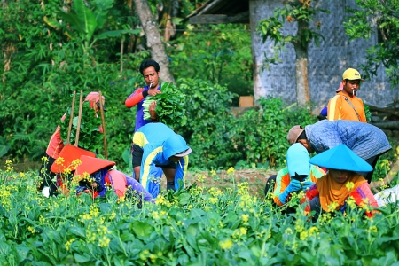 working at vegetable fieldのeditorial素材