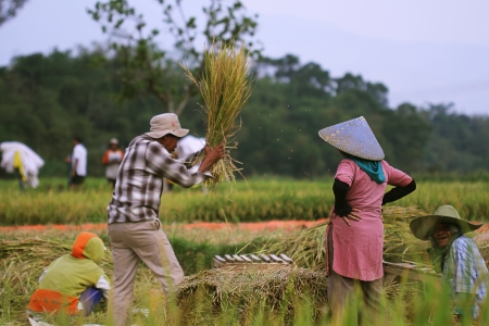 working at rice fieldのeditorial素材