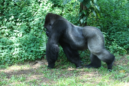 gorilla