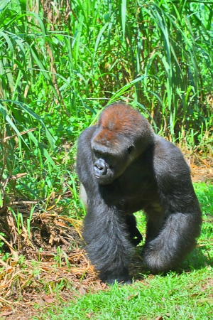 gorilla