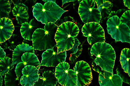 indonesian flowersの写真素材