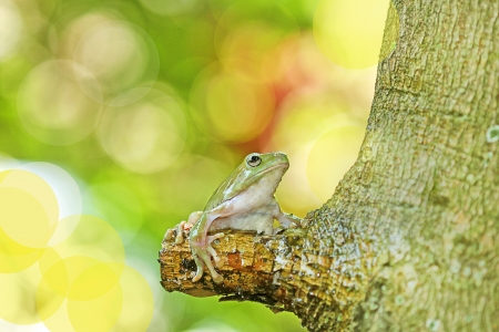 green frog, isolated on greenの写真素材