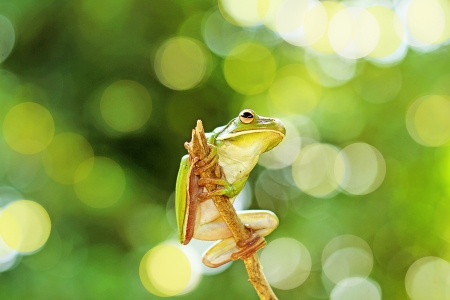 green frog, isolated on greenの写真素材