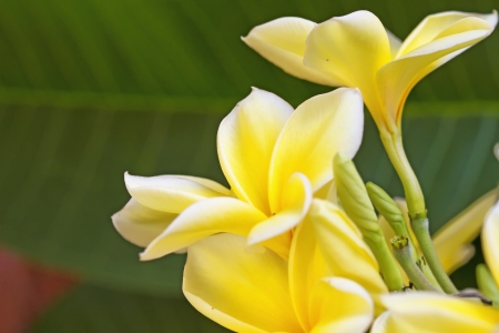 yellow frangipaniの写真素材