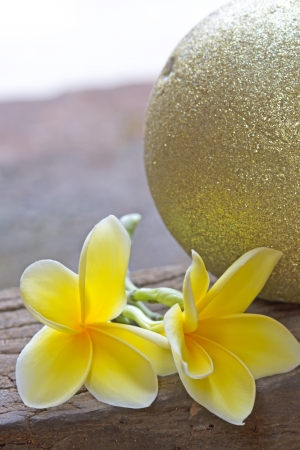 yellow frangipaniの写真素材