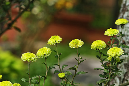 yellow and pink flowersの写真素材