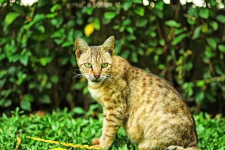 house cat