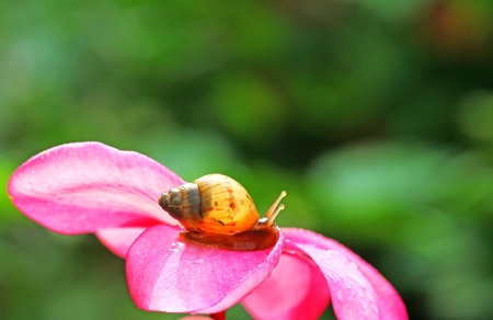 snails, macro photographyの写真素材