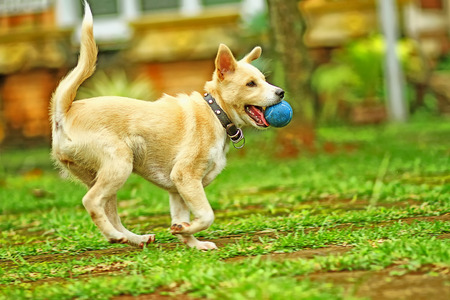dog playing with a ball