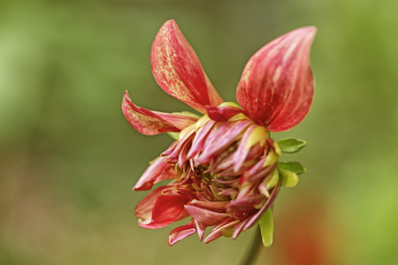 Beautiful Indonesian flowersの写真素材