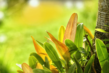 Beautiful flowers of Indonesiaの写真素材