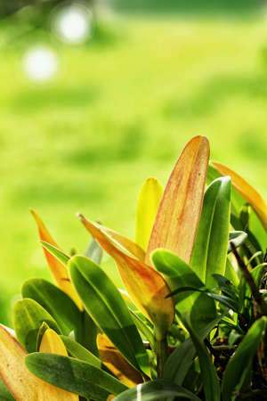 Bali Flowersの写真素材