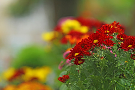 flowers in the garden, isolated on green background