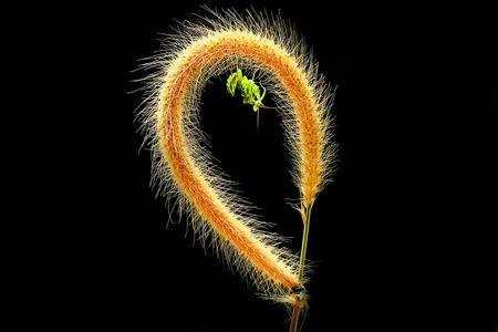 small animals photography 