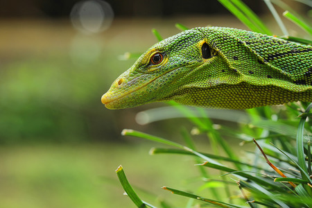 small animalas photographyの写真素材