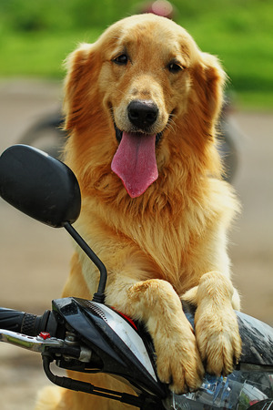 dog, golden retrieverの写真素材