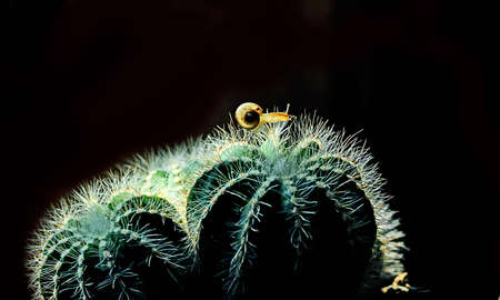 Macro photography