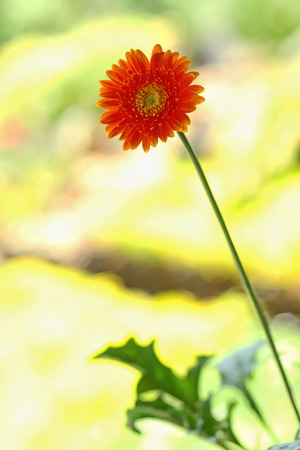 flowers in the garden, isolated on blur backgroundの写真素材