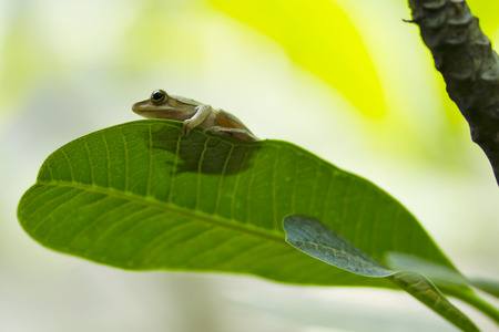 garden frog on a leafの写真素材