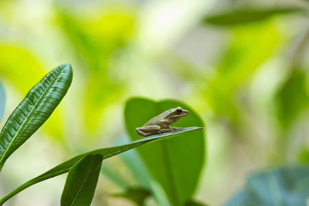 garden frog on a leaf