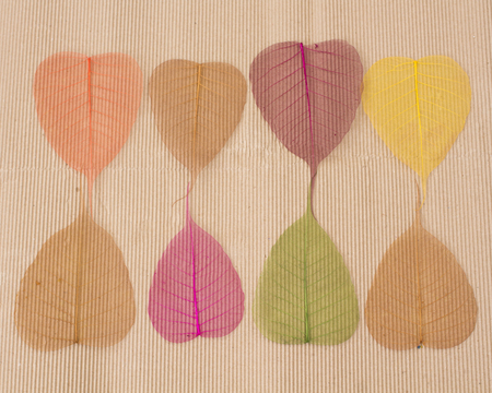 herbarium, leaves texture