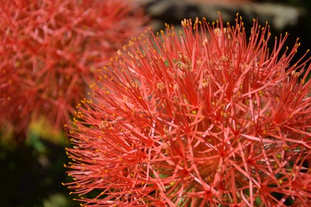 Spring blossom flowersの写真素材