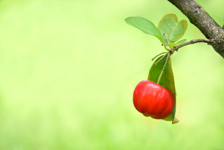 Red Cherryの写真素材
