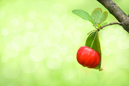 Red Cherryの写真素材