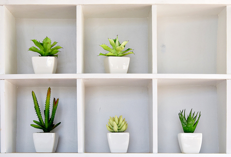 cactus in pot on the shelfの写真素材