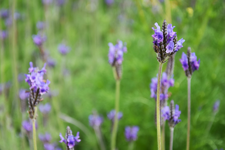 lavender flowerの写真素材