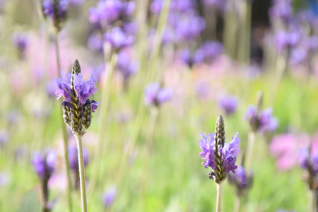 lavender flowerの写真素材
