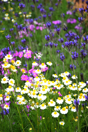 Flowers in the gardenの写真素材