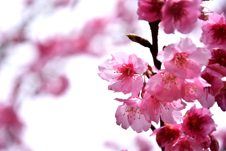thailand Sakura pink flower in ChiangMai, Ang Khangの写真素材
