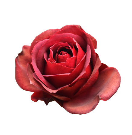 Red rose isolated on white background.の写真素材
