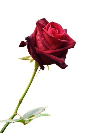 Red rose isolated on white background.の写真素材