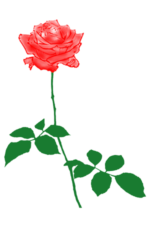 rose isolated on white background.の写真素材