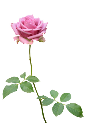 pink rose isolated on white background.の写真素材