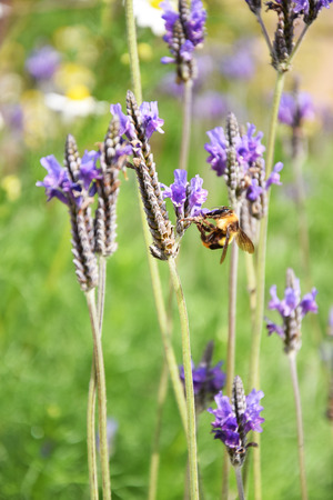 lavender flowerの写真素材