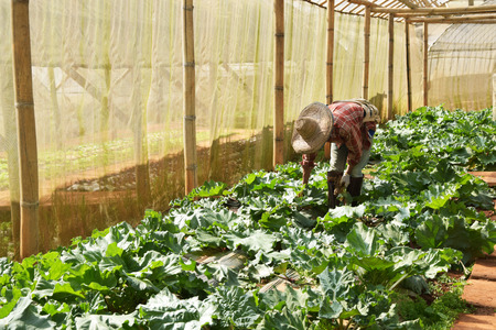 Farmer planting of vegetable  in the vegetable greenhouseの写真素材
